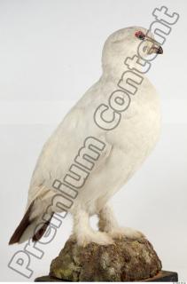 Willow Ptarmigan - Lagopus lagopus 0027